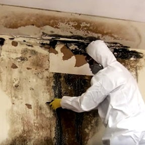 Attic mold remediation service in Colorado removing mold from wooden beams.