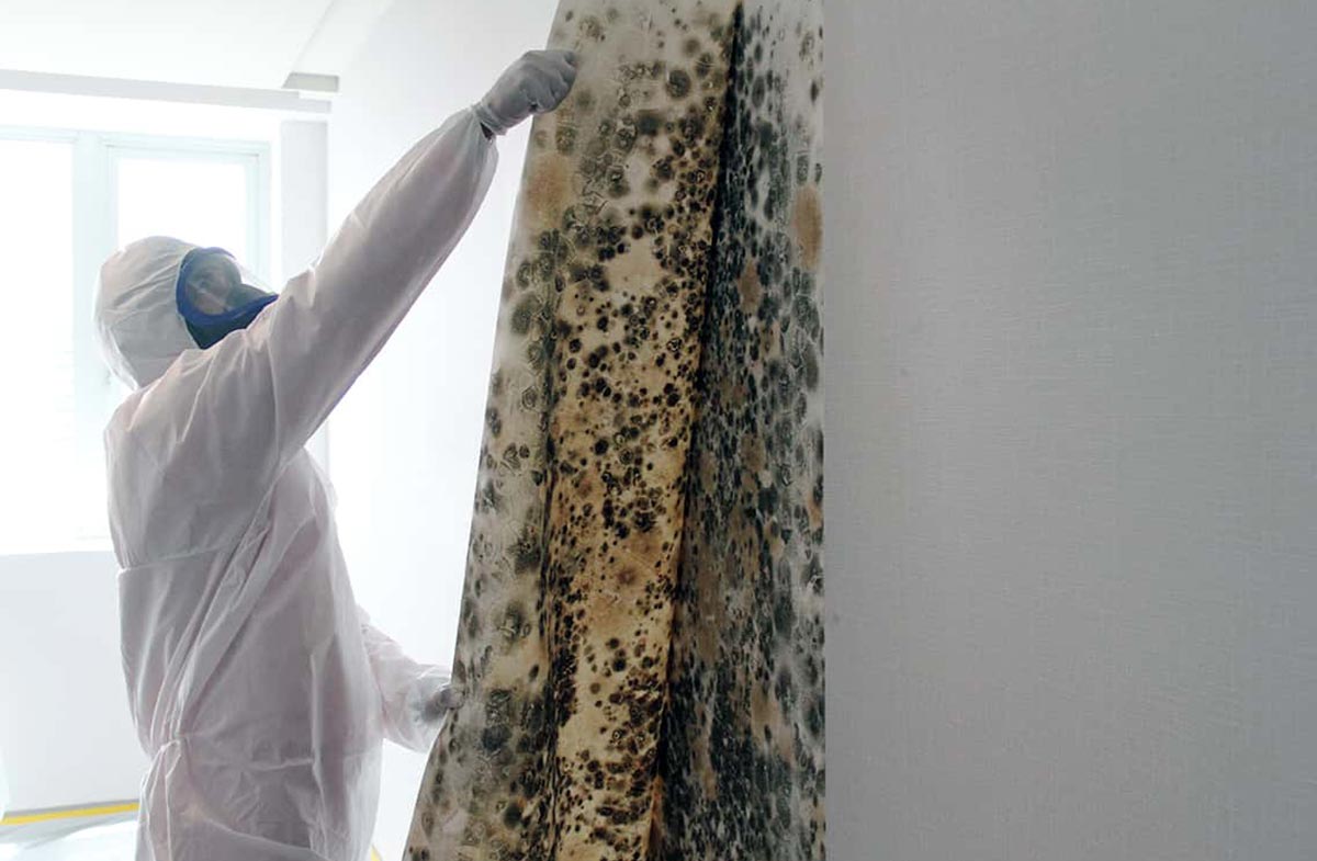 mold-image--3